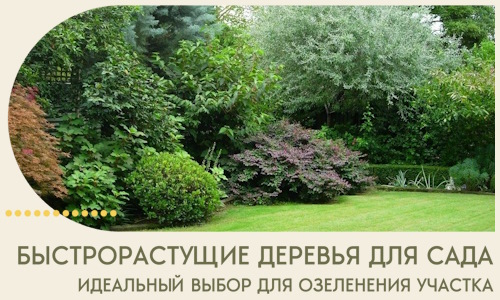 Быстрорастущие деревья для сада идеальный выбор в Кандалакше