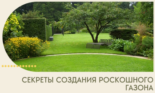 Секреты создания роскошного газона в Кандалакше